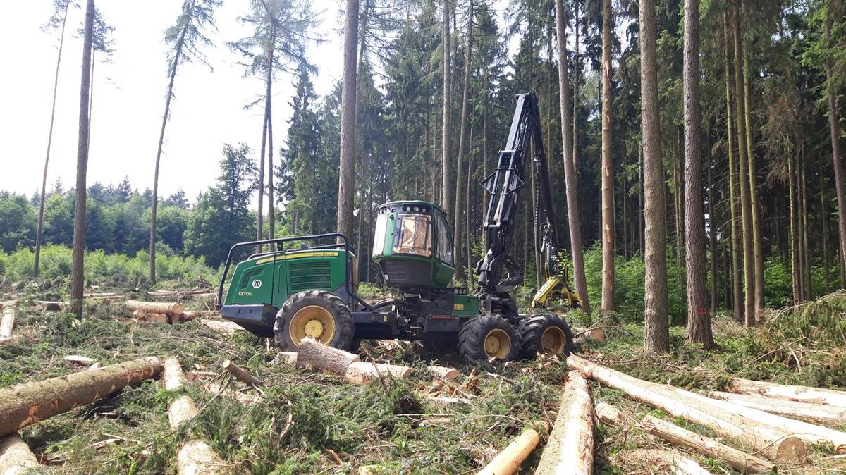 Borkenkäfer setzen Fichten zu